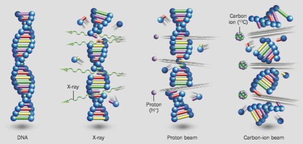 중입자 치료기 DNA 절단예시.png